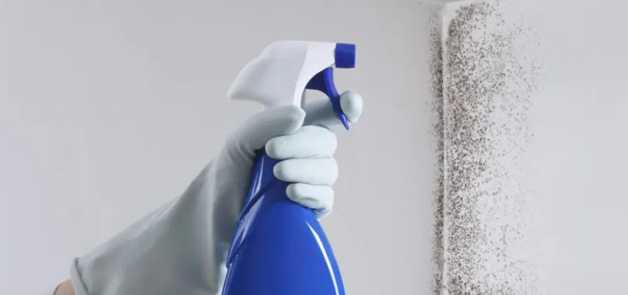 Read more about the article How to Prevent Mold After Heavy Rains in Singapore